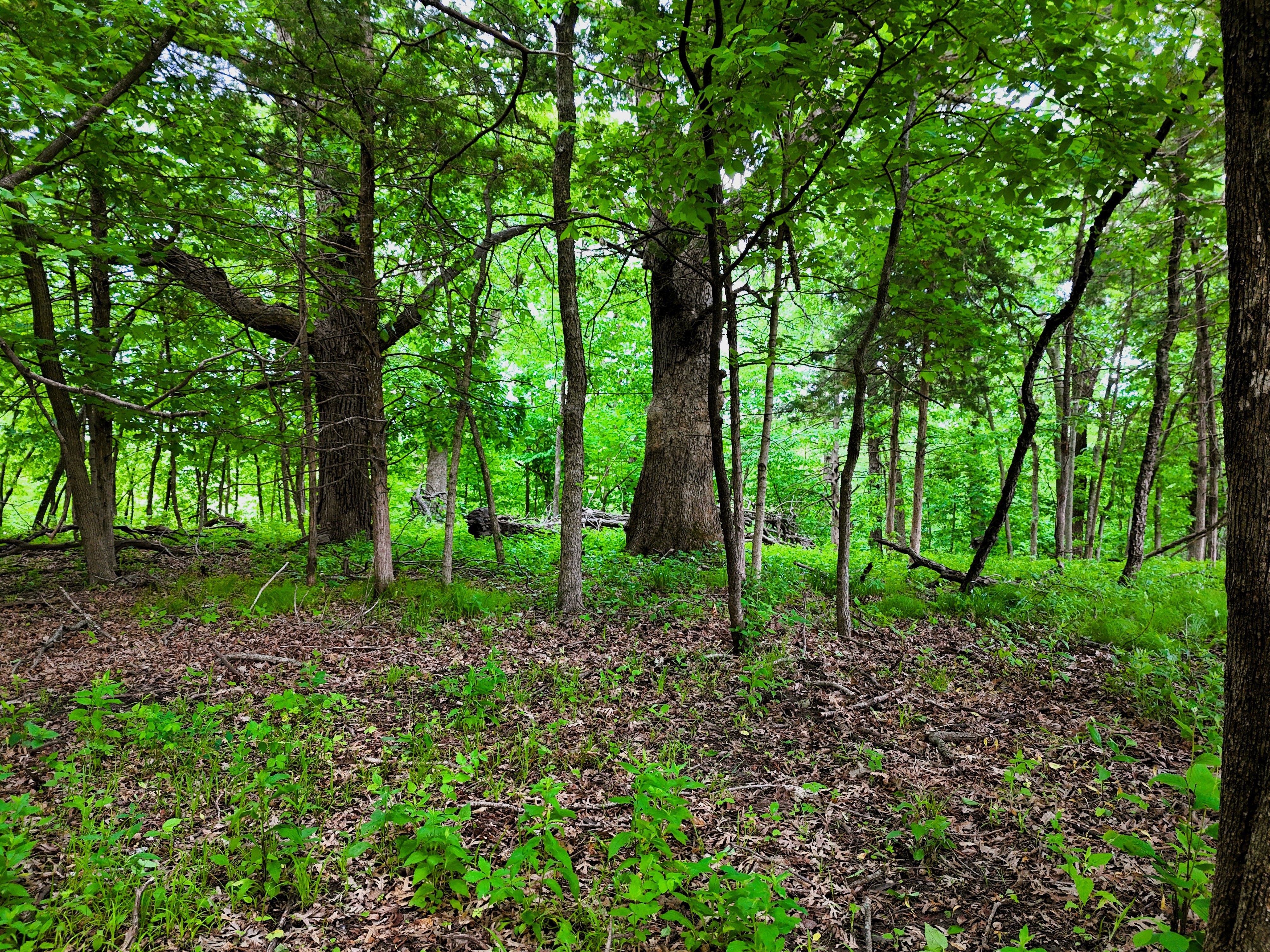 Listing Photo: Ground timber